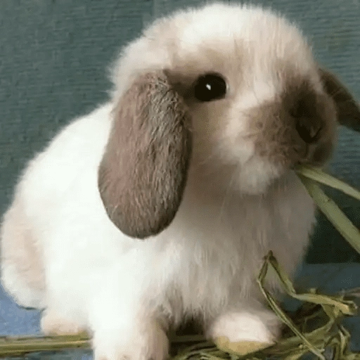 🐇 Conejos Cute 1🐇🐰 
