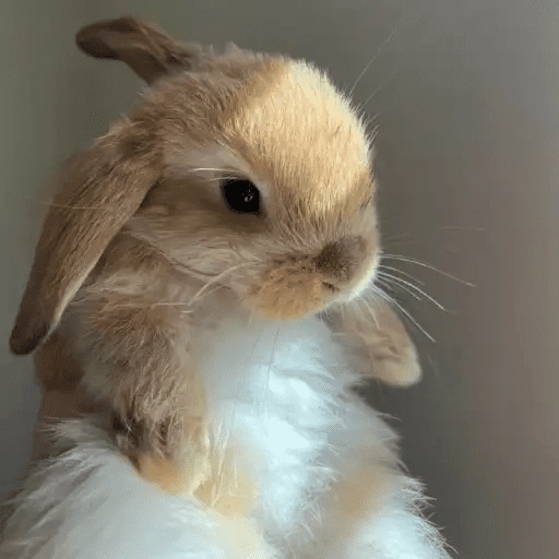 🐇 Conejos Cute 1🐇🐰 
