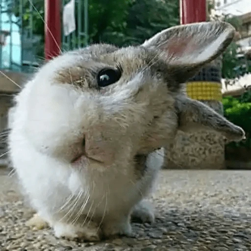 🐇 Conejos Cute 1🐇🐰 
