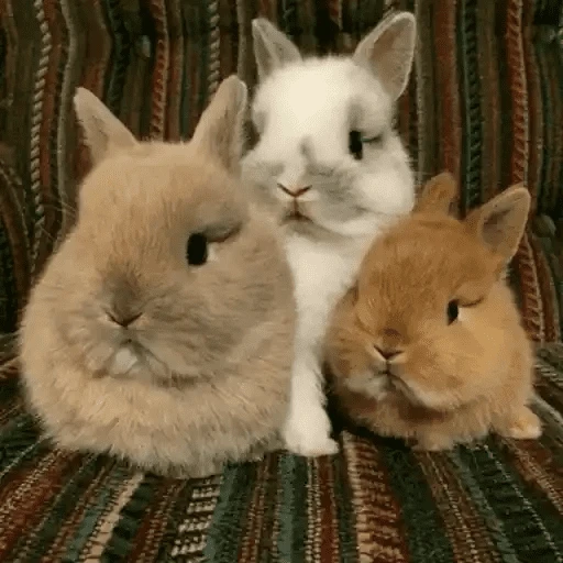 🐇 Conejos Cute 1🐇🐰 
