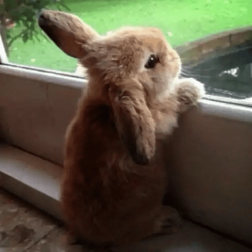 🐇 Conejos Cute 1🐇🐰 
