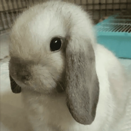 🐇 Conejos Cute 1🐇🐰 
