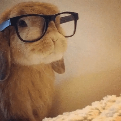 🐇 Conejos Cute 1🐇🐰 
