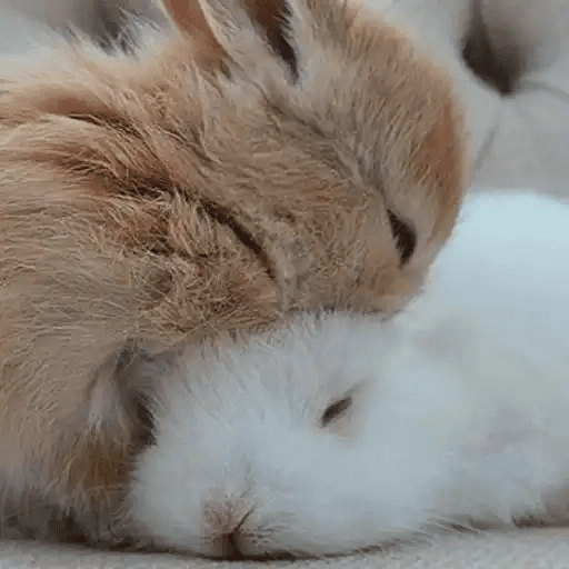 🐇 Conejos Cute 1🐇🐰 
