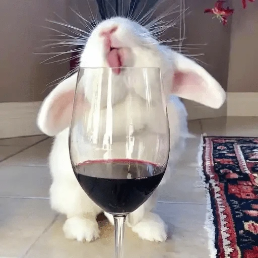 🐇 Conejos Cute 1🐇🐰 
