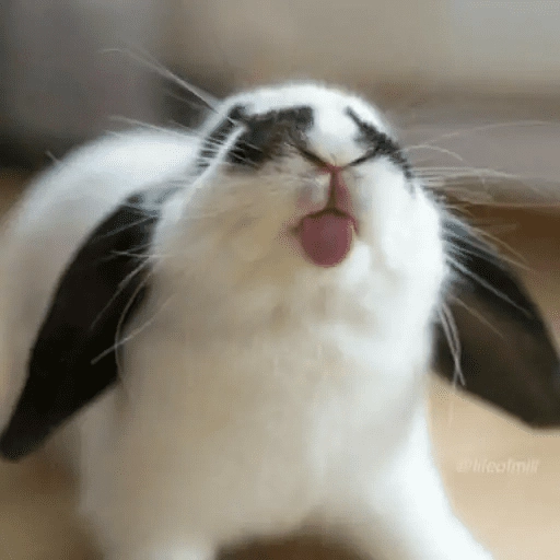 🐇 Conejos Cute 1🐇🐰 
