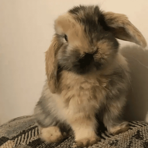 🐇 Conejos Cute 1🐇🐰 
