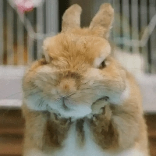 🐇 Conejos Cute 1🐇🐰 
