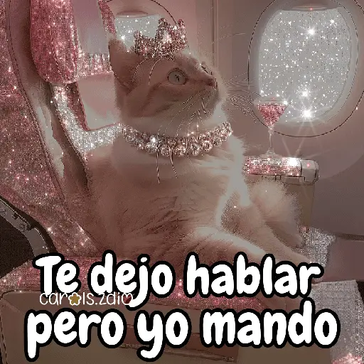✨️Tiktok Gatos Brillantes 🐈✨️