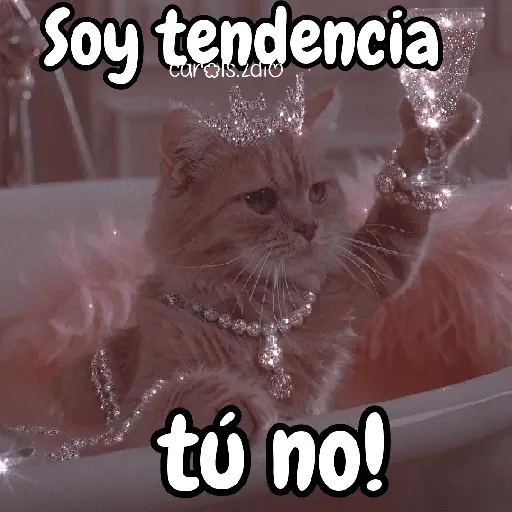 ✨️Tiktok Gatos Brillantes 🐈✨️