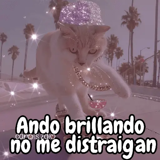 ✨️Tiktok Gatos Brillantes 🐈✨️
