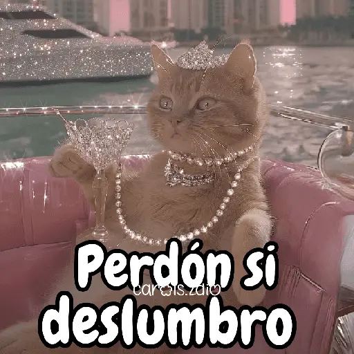 ✨️Tiktok Gatos Brillantes 🐈✨️