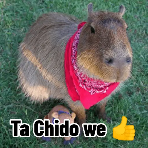 Capibaras con Frases