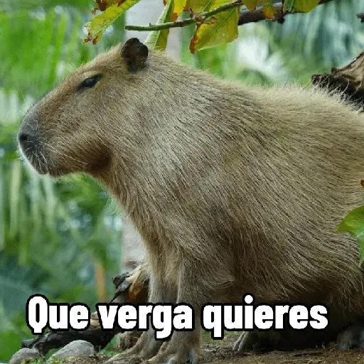 Capibaras con Frases