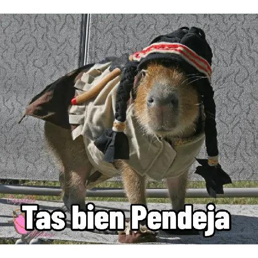 Capibaras con Frases