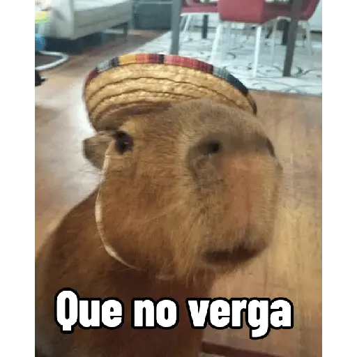 Capibaras con Frases