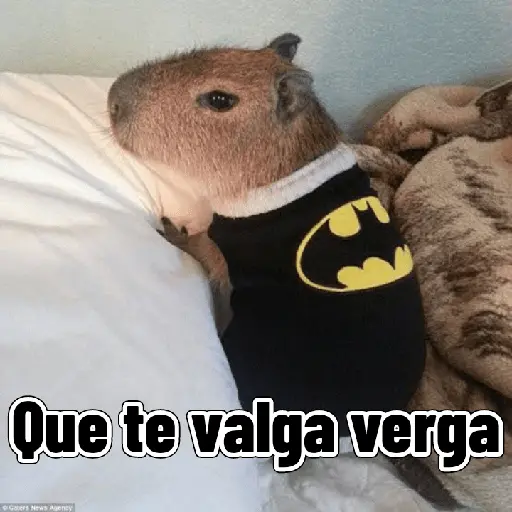 Capibaras con Frases