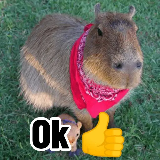 Capibaras con Frases