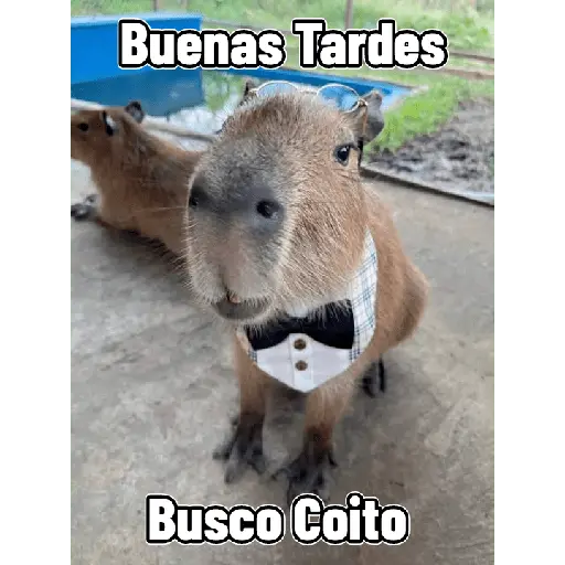 Capibaras con Frases