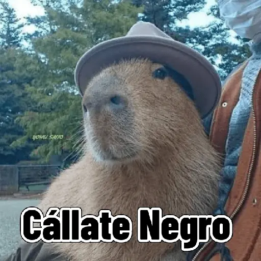 Capibaras con Frases