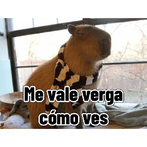 Capibaras con Frases