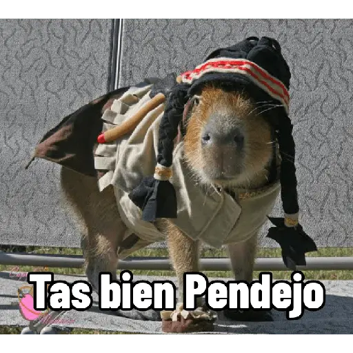 Capibaras con Frases