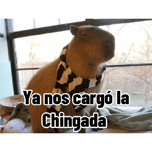 Capibaras con Frases