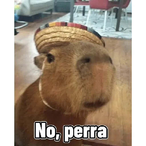 Capibaras con Frases