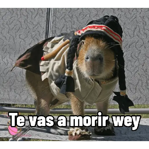 Capibaras con Frases