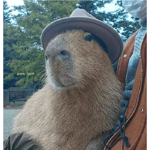 capibaras