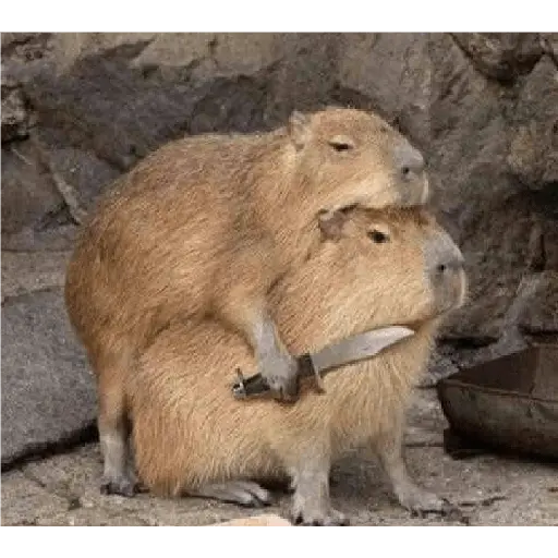 capibaras