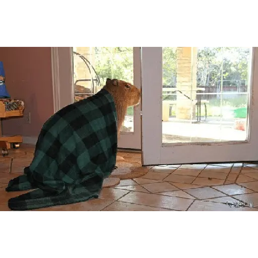 capibaras