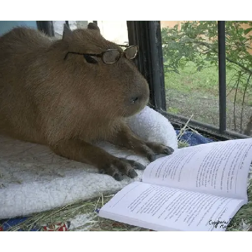 capibaras