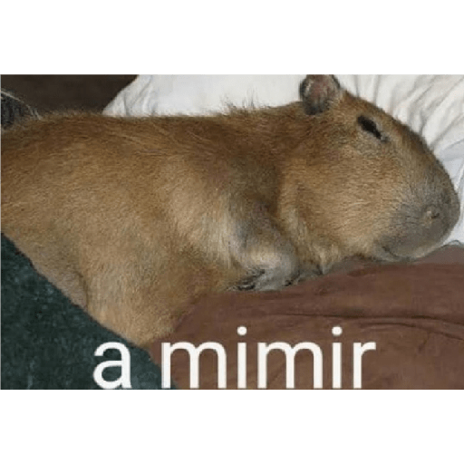 capibaras preview