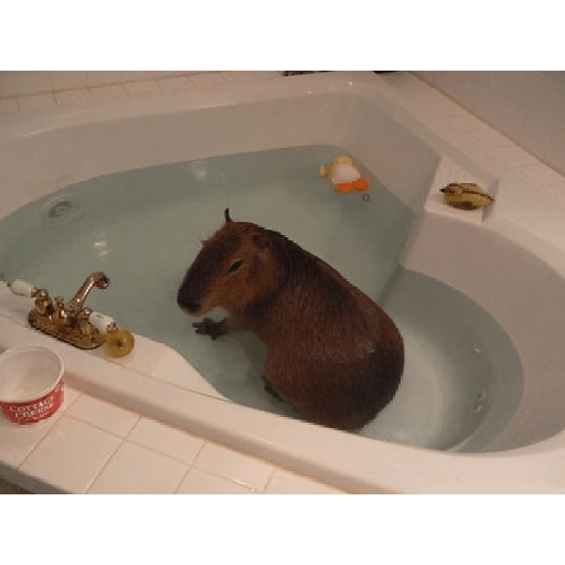 capibaras preview