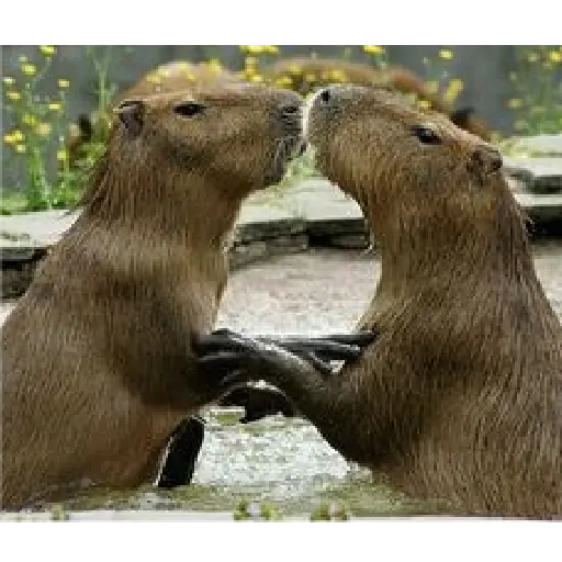 capibaras