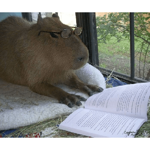 capibaras preview