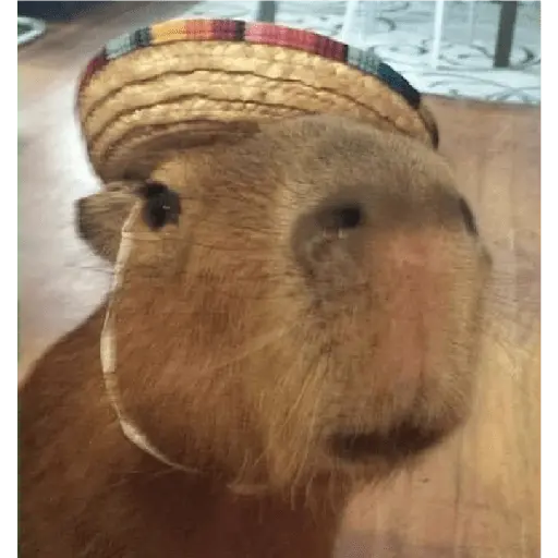 capibaras