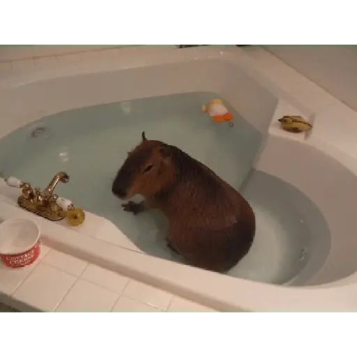 capibaras