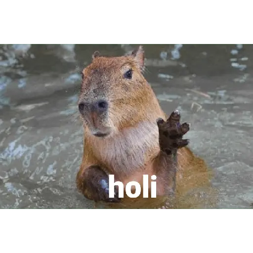 Capibara