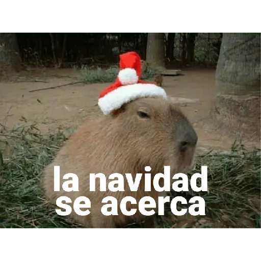 Capibara