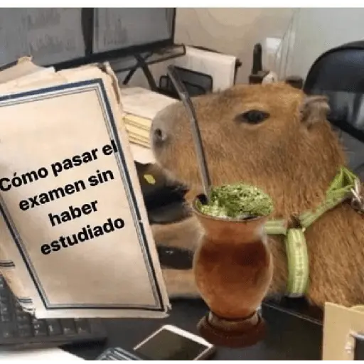 Capibara