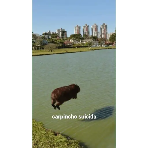 Capibara