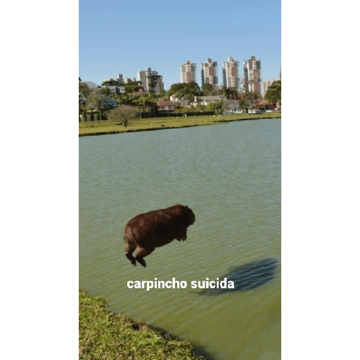 Capibara preview