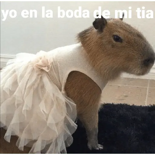 Capibara