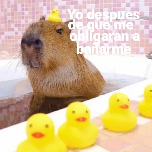 Capibara