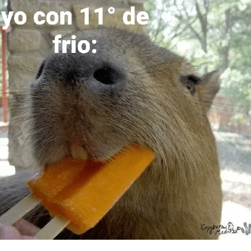 Capibara