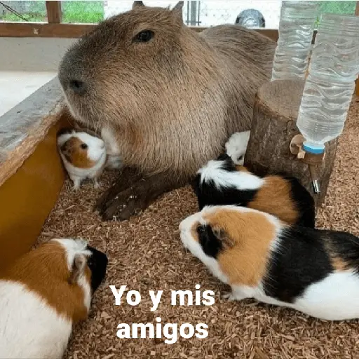 Capibara