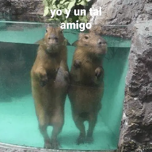 Capibara