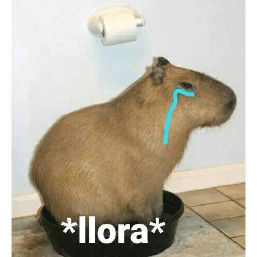 Capibara